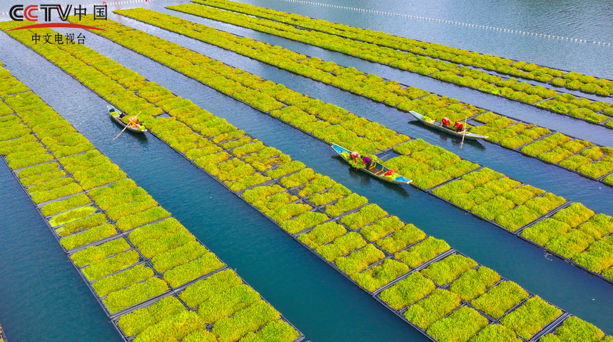 浙江淳安：雨水时节 湖上菜园春收忙