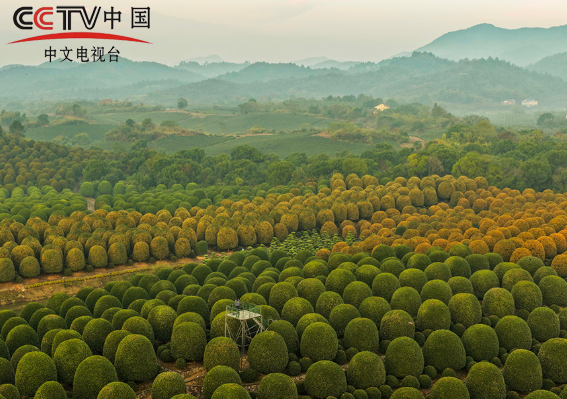 浙江杭州：修剪桂花树